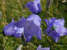flowerblue.jpg (844599 bytes)