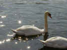 swan.jpg (337605 bytes)